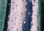 avaskirt02