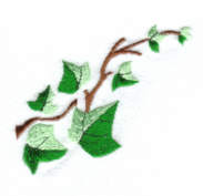 ivy